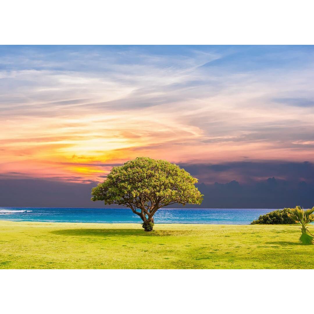 Fototapet de perete autoadeziv si lavabil Bonzai la malul marii, 220 x 135 cm